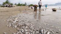 BMKG: Ribuan Ikan ke Daratan Bukan Karena Gempa tapi Karena perbedaan kadar oksigen