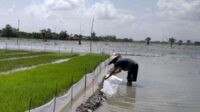 298 Hektare Tanaman Padi di 3 Desa Kabupate Kudus Tergenang Banjir