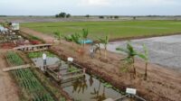 Pakar: Pengembangan Food Estate Sebaiknya Tiru Pembukaan Lahan untuk Kelapa Sawit