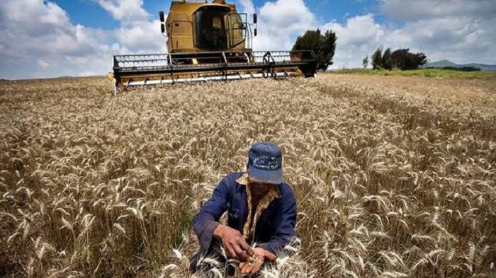 FAO: Harga gandum naik lagi, karena pasokan yang lebih ketat di AS