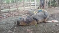 Warga Soliu Tangkap Buaya Pemangsa Ternak