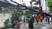 Hujan Disertai Angin Kencang Landa Bekasi, 7 Pohon Tumbang