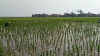 10 hektare sawah di Karawang jadi sasaran pengembangan IP Padi 400