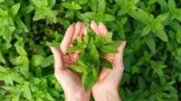 Inilah Manfaat Daun Mint Bagi Kesehatan Tubuh