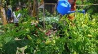 Kebun Cabai di Pekarangan Rumah