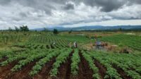 Manfaat Food Estate Dinilai Tak Bisa Langsung Dirasakan Dalam Waktu Singkat