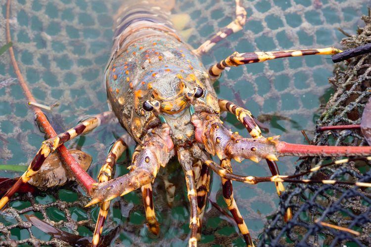 RI-Vietnam kerjasama budi daya lobster agar masuk rantai pasok global