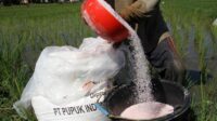 Ekonom: Tambahan subsidi pupuk bisa tingkatkan pendapatan petani