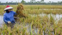Puluhan hektare sawah terendam banjir di Karawang