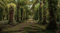 Riau remajakan 24.444 hektare kebun kelapa sawit