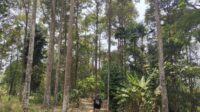Akademisi: Rehabilitasi hutan cegah dampak buruk perubahan iklim