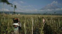 BPBD: Erupsi Semeru setiap hari tidak berdampak pada aktivitas warga