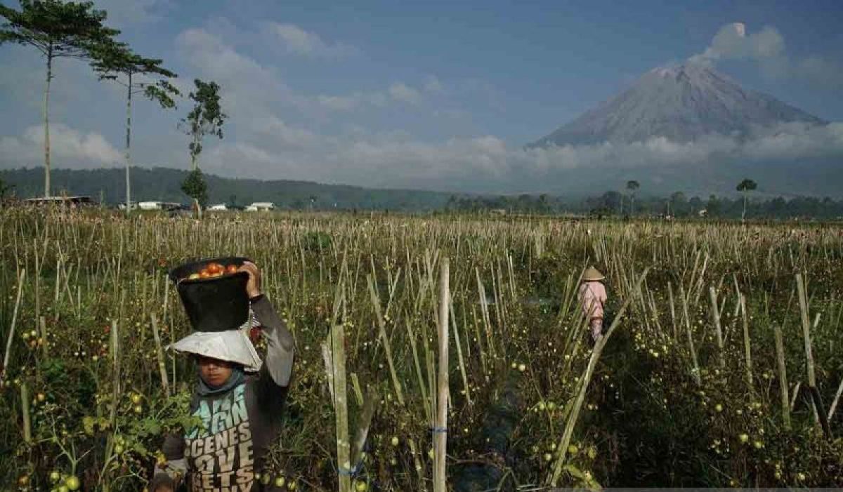 BPBD: Erupsi Semeru setiap hari tidak berdampak pada aktivitas warga