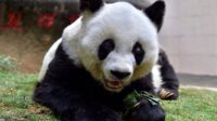 China perluas kerja sama internasional konservasi panda raksasa