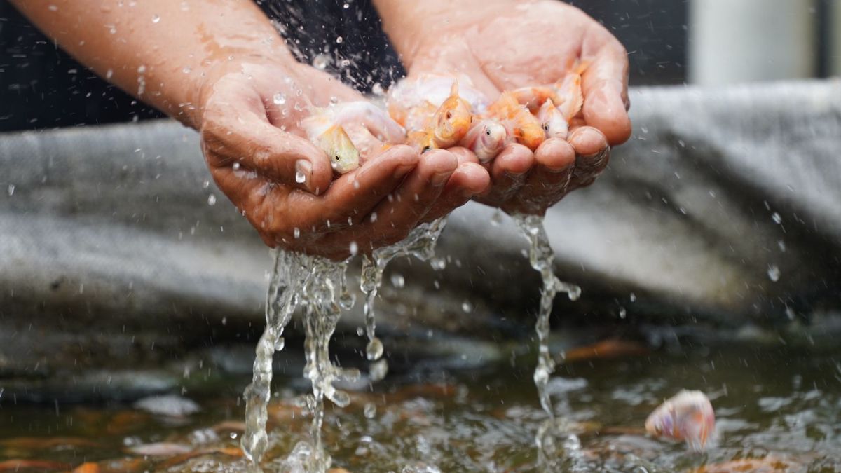 KKP ungkap tren ekspor tilapia tumbuh 7 persen pada 2017 hingga 2023