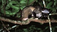 Musak Luwak Musang luwak spesies dilindungi kelas 2 di China ditemukan di Hainan