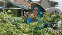 Program BRInita Sukses Jadikan Kelurahan Padjajaran Bandung Jadi Percontohan Urban Farming