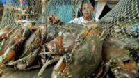 Budi daya kepiting bakau di Bombana masih dilakukan secara alami