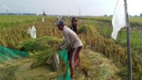 Perpadi Cilacap dukung sistem penyerapan gabah inisiasi Bulog Banyumas