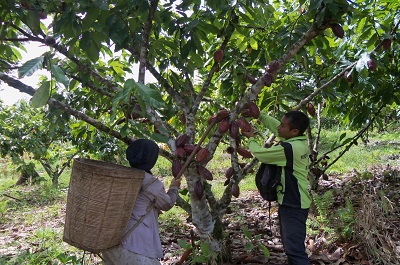 Harga Kakao Global Capai Rekor Tertinggi Akibat Iklim