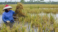 BNPB Beberkan Alasan Presiden Jokowi Salurkan Bantuan Petani