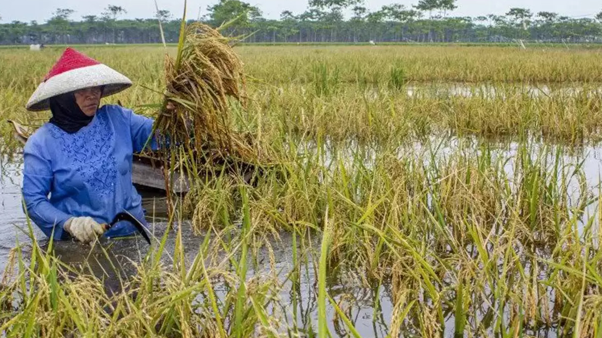 BNPB Beberkan Alasan Presiden Jokowi Salurkan Bantuan Petani