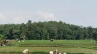 PT Bukit Asam bangun irigasi sawah dilengkapi PLTS di Muara Enim