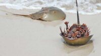 Ternyata Darah Biru Kepiting Tapal Kuda Mengandung Sel Ini