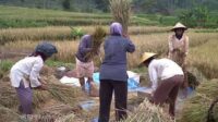Ini Tantangan Ancaman Perubahan Iklim Terhadap Pangan Versi BRIN
