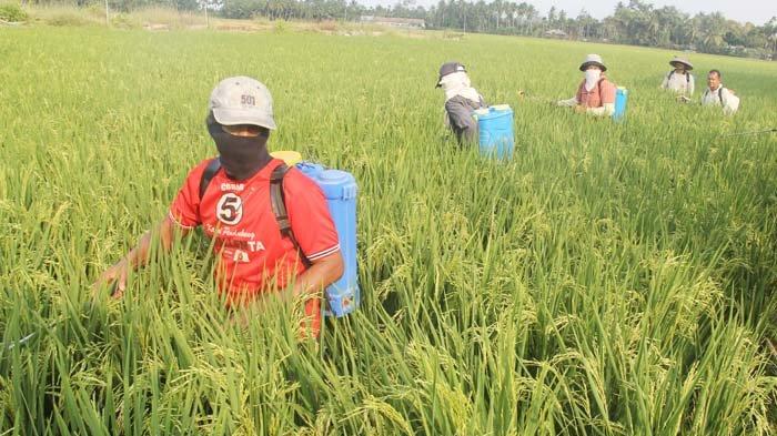 padi mulai menguning