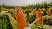 panen Jagung