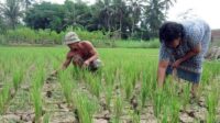 BRIN Ingatkan Pentingnya Mitigasi Perubahan Iklim