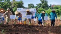 tanam cabe TP PKK tanam 11.200 bibit cabai di 70 lokasi di Jakarta Utara