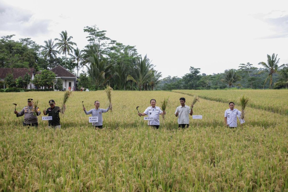 Panen padi organik di Desa Darsono Jember capai 6 ton per hektare