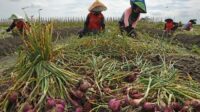 Panen Bawang Merah