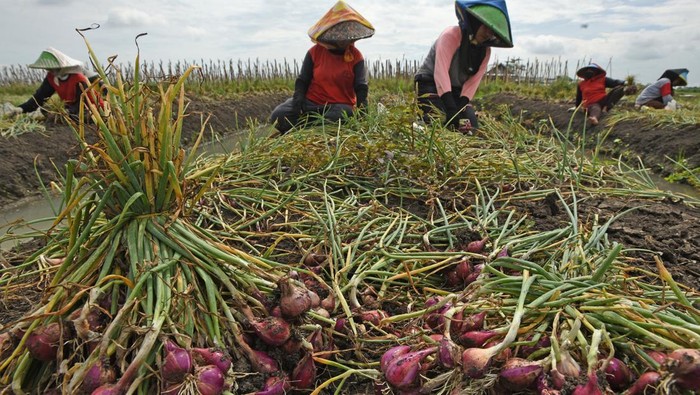 Panen Bawang Merah