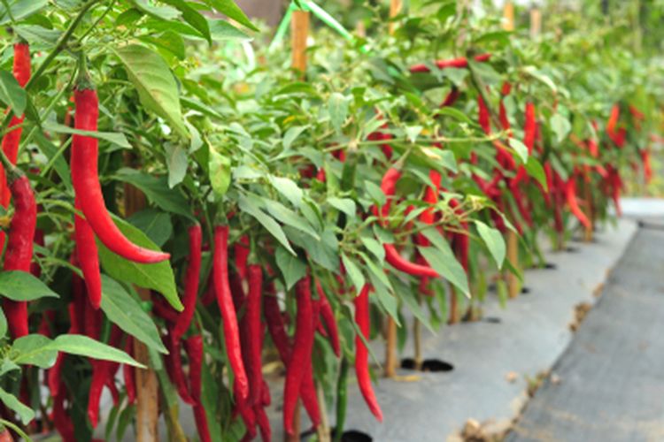 Kemendagri: Gerakan Menanam Cabai di Daerah Masih Rendah