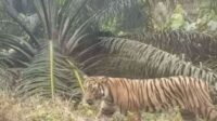 IMG_20240510_221012 BBKSDA Riau pasang kamera jebak usai pekerja tewas diterkam harimau