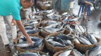 KKP ungkap dukungan bagi peningkatan kualitas dan pasar bagi tuna