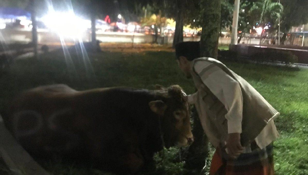 Masjid Raya Medan terima sapi seberat 1 ton dari Prabowo Subianto