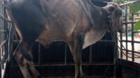Berbagi Pada Hari Idul Adha, Realitarakyat.com Sembelih 2 Ekor Sapi dan 2 Ekor Kambing