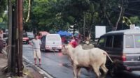 Ada - ada saja !, Sapi Kurban Lepas dan Ngamuk di Jl Raya Pondok Gede Jaktim