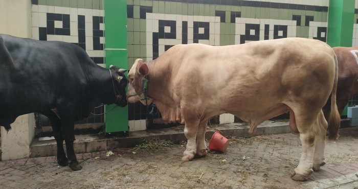 Presiden Jokowi Kurban Sapi Limosin Berbobot 1 Ton di PP Muhammadiyah