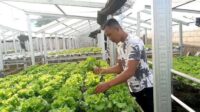 Hidroponik Tidak Cocok untuk Kemandirian Pangan Rumah Tangga
