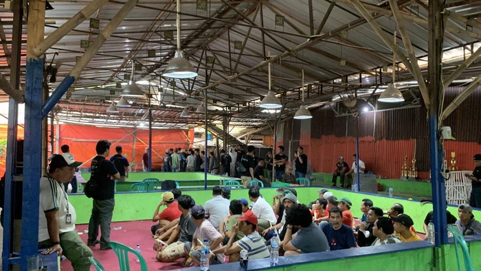 Tak Tanggung-tanggung Polisi Jerat Puluhan Tersangka Kasus Sabung Ayam