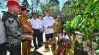 Presiden Jokowi Dorong Peningkatan Produktivitas Kopi