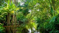 Pekerja Lingkungan Mogok, Aksi Penebangan Hutan Amazon Meningkat