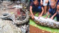 Seorang Nenek di Sulsel Tewas Dimakan Ular Piton 4,5 Meter