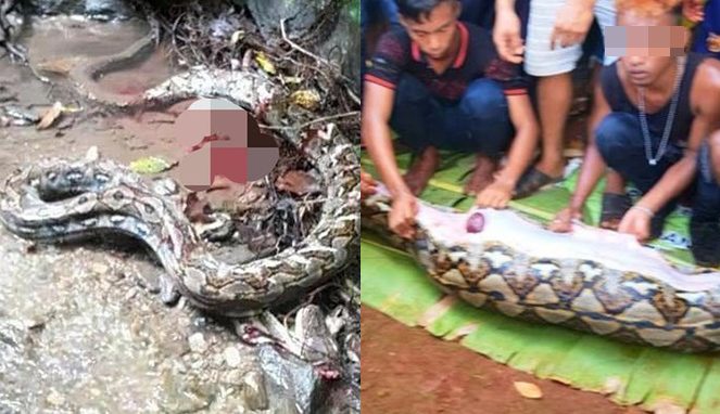 Seorang Nenek di Sulsel Tewas Dimakan Ular Piton 4,5 Meter
