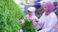 Berawal dari TPS Liar, Kini Jadi Tempat Urban Farming Berkat Peran Ibu-ibu